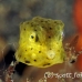 boxfish_yellow_juvenile_kbrhb2_h_0093_sul2142.jpg